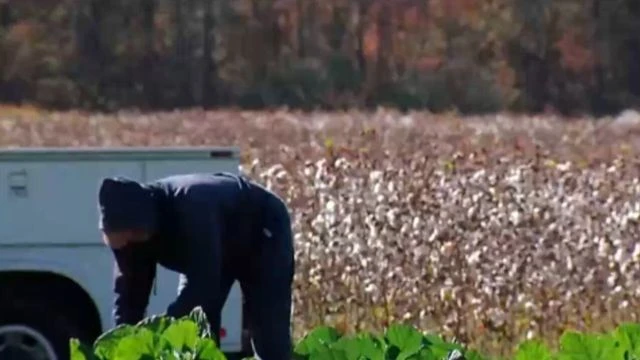 North Carolina cotton farmer wants Black people to embrace the plant