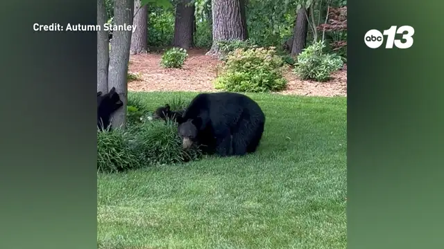 Living with North Carolina black bears
