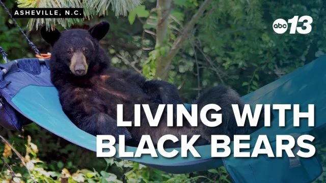 Living with North Carolina black bears